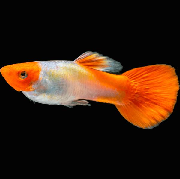 Koi Guppy (Pair) - Fishly