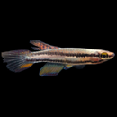 Two Stripe Lyretail Killifish (PAIR) - Fishly
