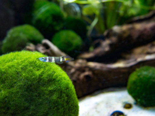 Clown Killifish - Fishly