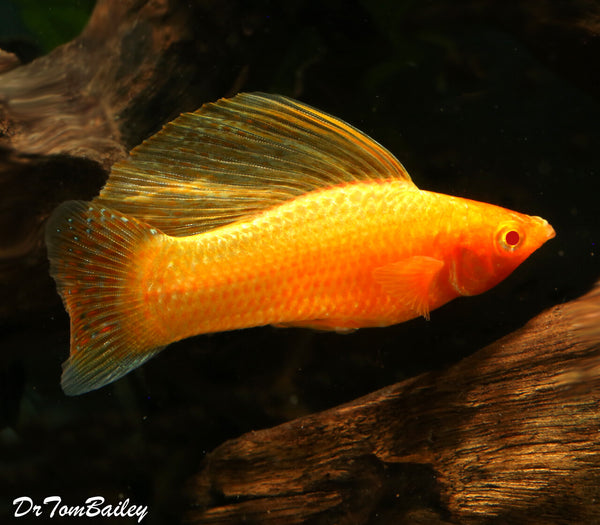 Golden Sailfin Molly - Fishly