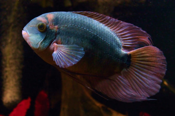 Chocolate Cichlid - Fishly