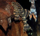 Clown Pleco (L104) - Fishly