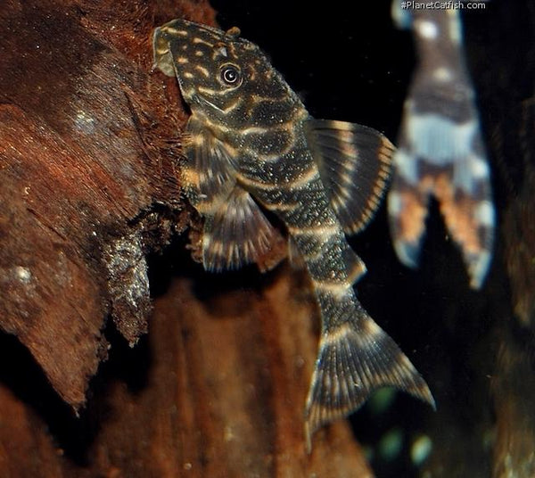 Clown Pleco (L104) - Fishly