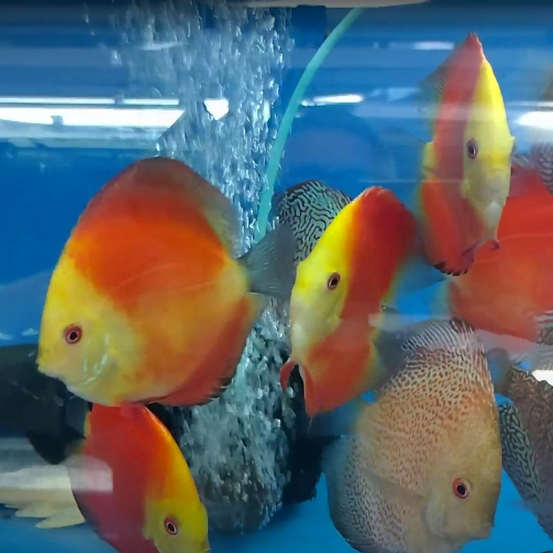 Red Melon Discus