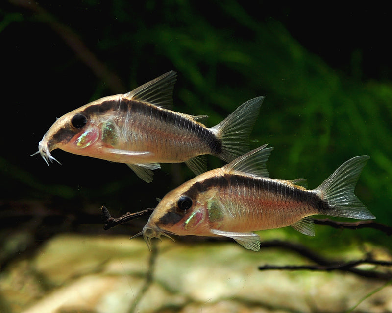 Arcuatus Cory