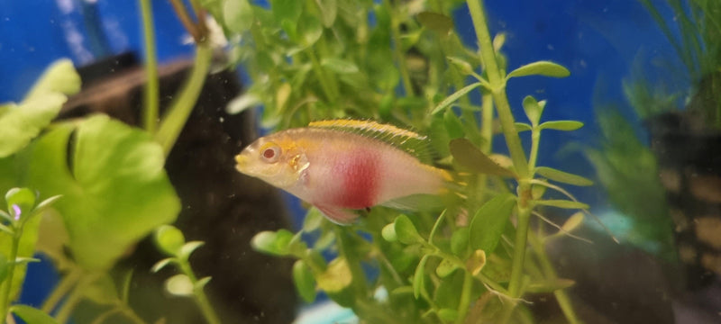 Albino Kribensis Cichlid - Fishly