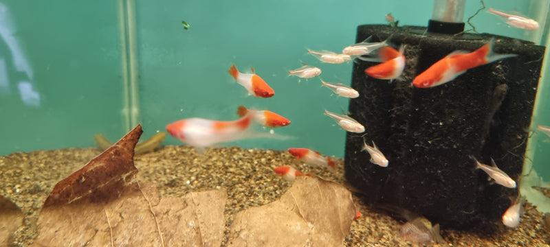 Koi Swordtail - Fishly