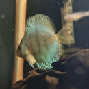 Blue Diamond Discus - Fishly