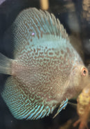 Blue Snakeskin Discus - Fishly