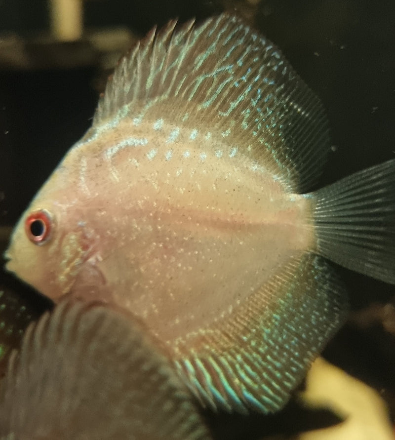 Pigeon Orange Discus - Fishly