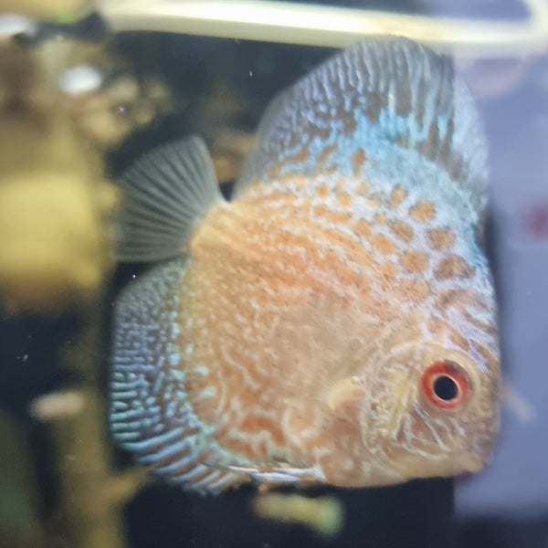 Golden Checkerboard Discus - Fishly