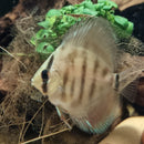 Red Alenquer Discus - Fishly