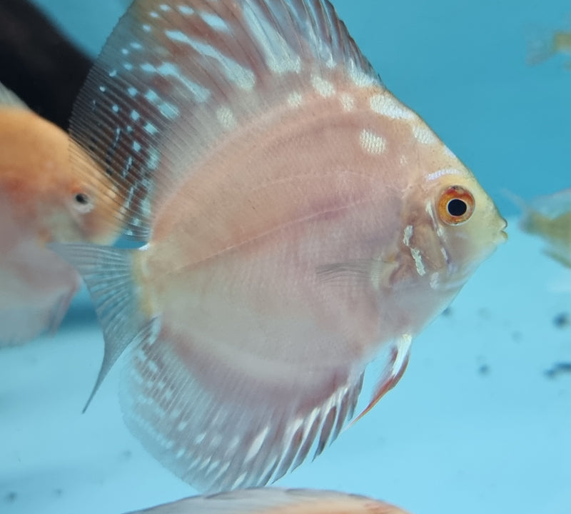 Crescent Checkerboard Discus - Fishly