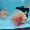 Red & White Discus - Fishly