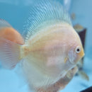 Yellow Diamond Discus - Fishly
