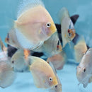 Yellow Diamond Discus - Fishly