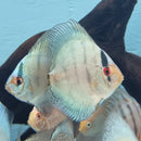 Cobalt Blue Discus - Fishly