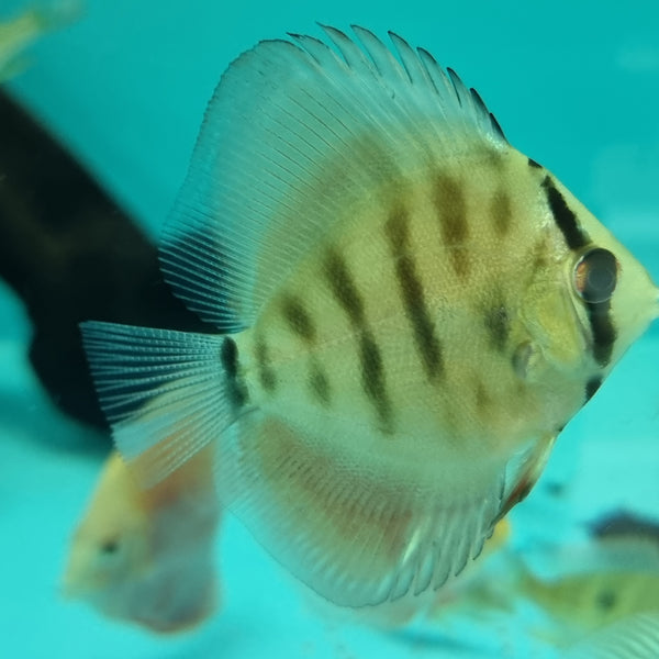 Red Alenquer Discus - Fishly