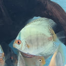 Cobalt Blue Discus - Fishly