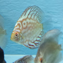 Crescent Checkerboard Discus - Fishly