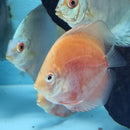 Red & White Discus - Fishly