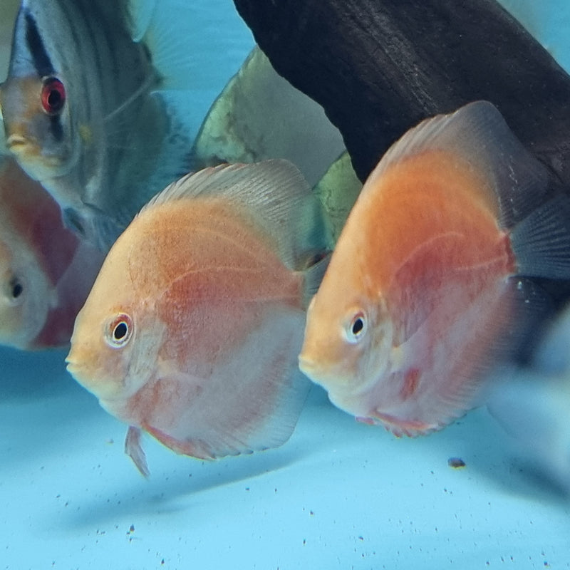 Red & White Discus - Fishly