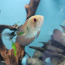 Chocolate Cichlid - Fishly