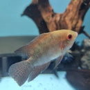 Chocolate Cichlid - Fishly