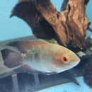 Chocolate Cichlid - Fishly