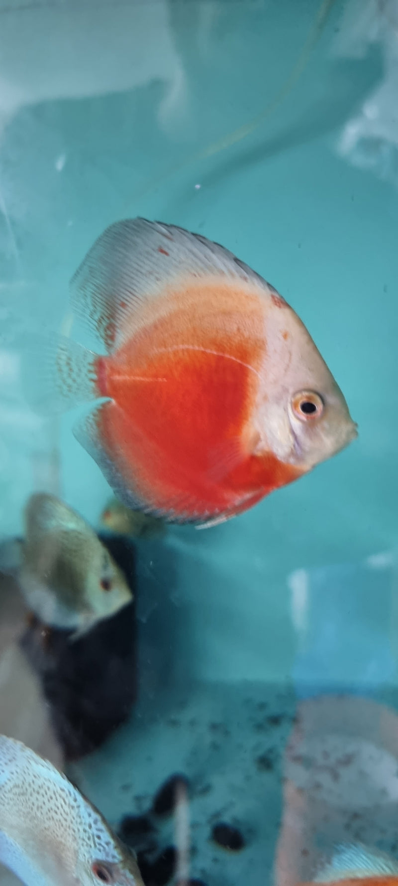 Red & White Discus - Fishly