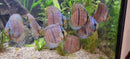 Blue Heckel Discus (Wild Caught)