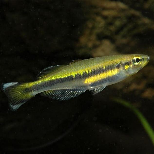 Madagascar Rainbow - Fishly