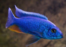 Iceberg Fryeri Cichlid - Fishly