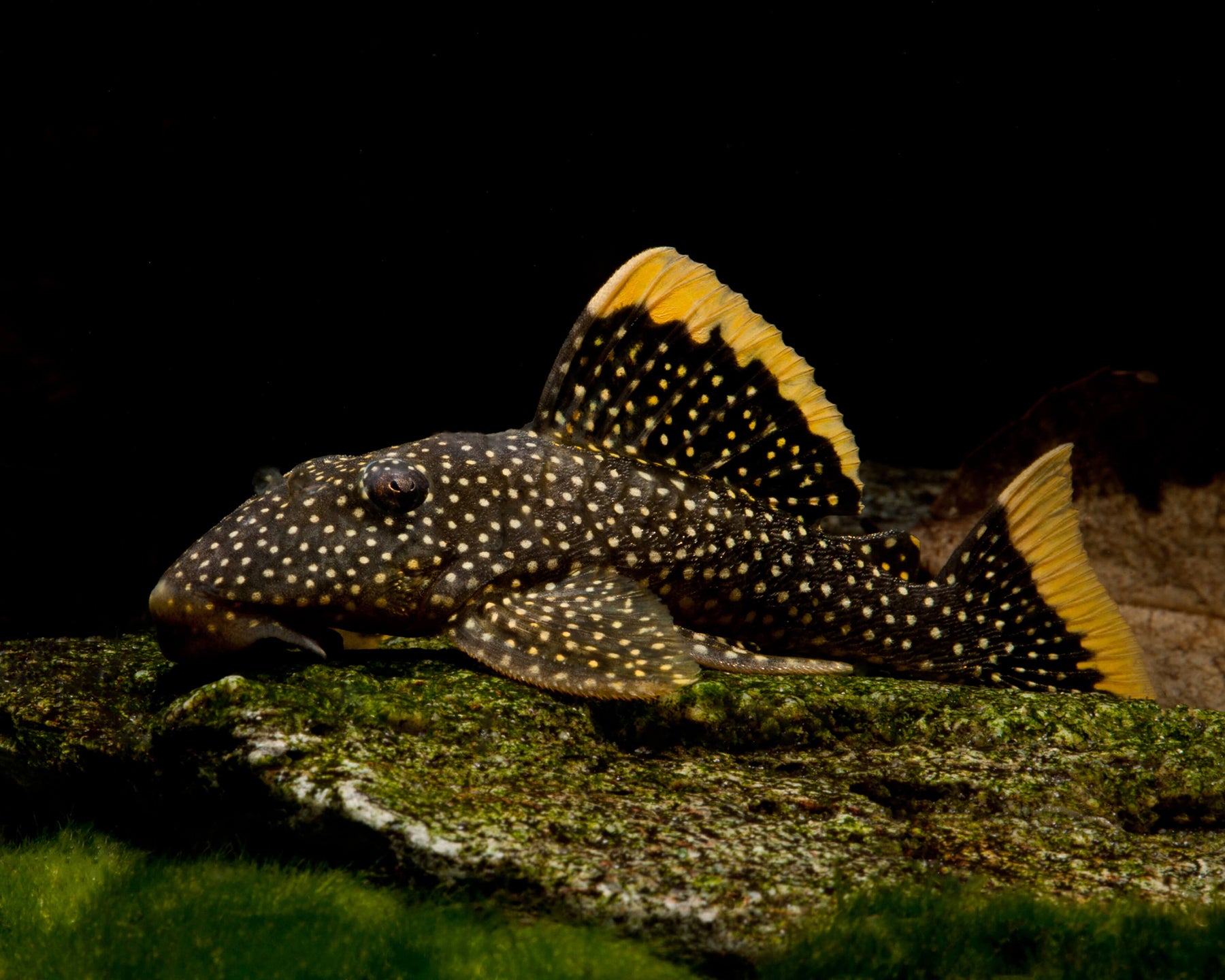Small Spot Gold Nugget Pleco (L018)