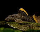 Small Spot Gold Nugget Pleco (L018) - Fishly