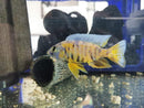 OB Fryeri Cichlid - Fishly
