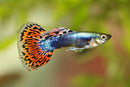 Technicolour Cobra Guppy (Male) - Fishly