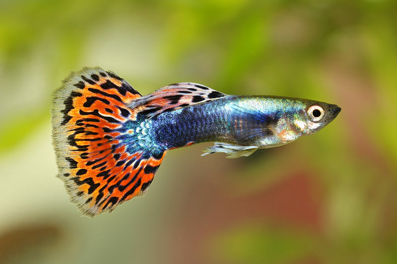 Technicolour Cobra Guppy (Male) - Fishly