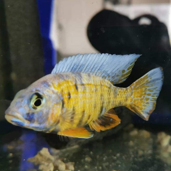 OB Fryeri Cichlid - Fishly