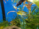 Apistogramma Viejita - Fishly