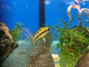 Apistogramma Viejita - Fishly
