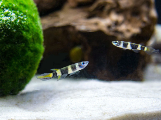 Clown Killifish - Fishly