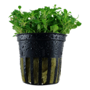 Glossostigima Elatinoides - Fishly