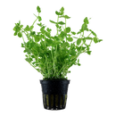 Lindernia Rotundifolia - Fishly