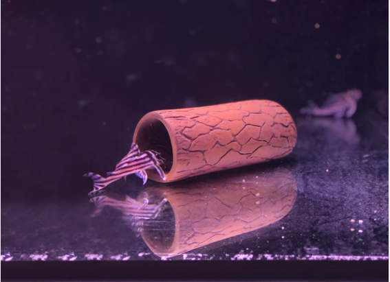 Pleco Ceramics Natural Pleco Cave - Fishly