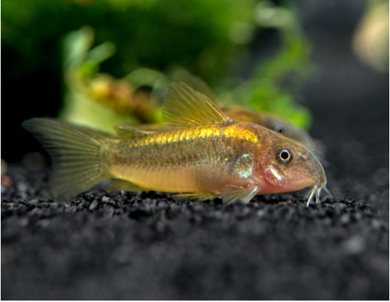 Gold Laser Cory - Fishly