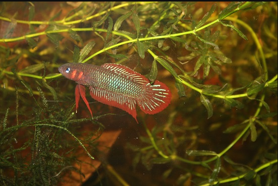 Red Wine Betta (Wild Caught Coccina) - Fishly