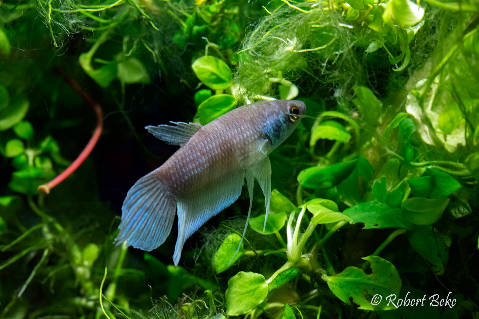 Betta Pugnax betta-pugnax