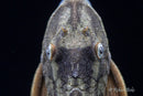 Blue Eyed Redfin Pleco (L137)