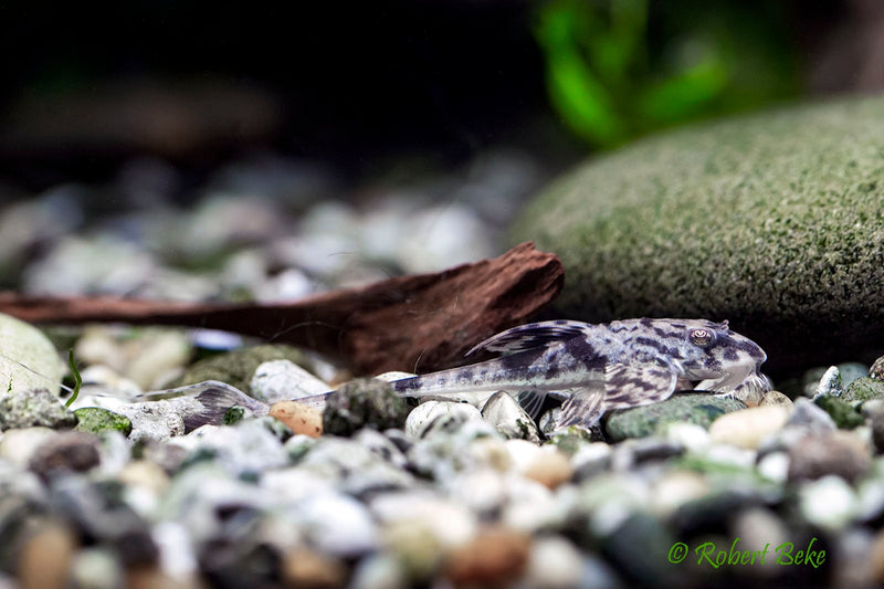 Marbled Whiptail